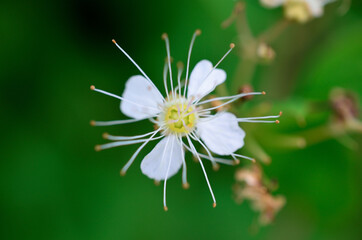 white wildflower in summer macro