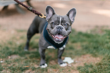 Blue Grey french bulldog