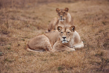 Beautiful lioness in the wild on a hunt in the Republic of South Africa