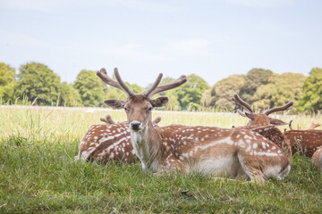 deers in the field, irish park