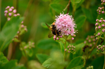 bumblebee on pink wildflower in summer macro photo