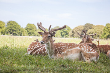 Naklejka na ściany i meble deers in the field, irish park