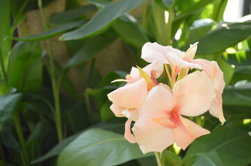 orange flower in garden