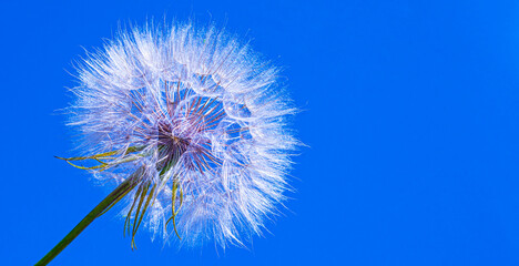  Dandelion on a blue background Banner. The idea of ​​freedom and ease of being. Copy space for text.