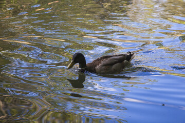 duck in the water