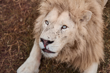 Beautiful White Lion in the Wildlife of South African Republic
