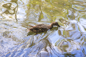 duck in the water