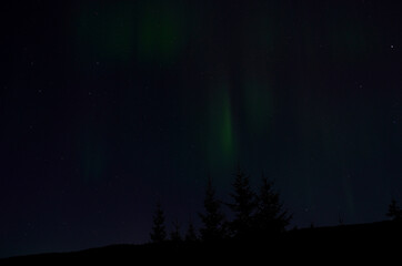 aurora borealis over forest in autumn