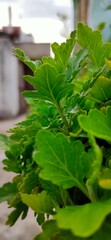 fresh green leaves in a pot