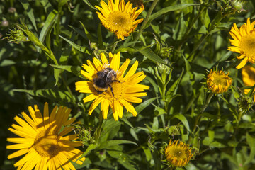 Obraz premium yellow flowers in the garden