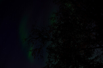 Fototapeta na wymiar aurora borealis dancing on the night sky behind trees in autumn