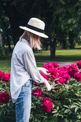 Garden, peony, summer, pants, woman. Woman into a beige hat cutting a big pink peony flower.