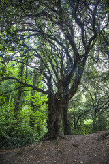 Fototapeta na wymiar trees in the irish forest