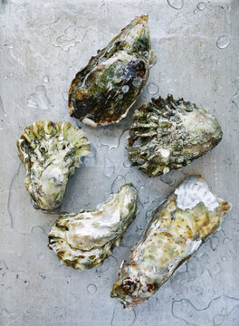 Different beautiful oyster shells on metal surface