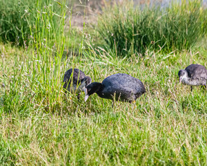 ein Blässhuhn mit seinem Kind