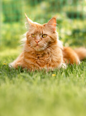 Naklejka na ściany i meble Female red solid maine coon cat lying on green grass. Beautiful brushes on ears. Closeup view