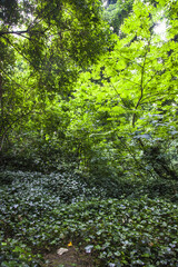 Obraz na płótnie Canvas trees in the irish forest