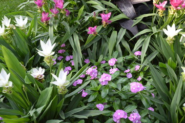 pink and white flowers in the garden