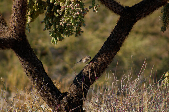 Juvenile Black Throated Sparrow on the trunk of a chain fruit cholla in the desert