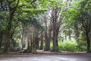 trees in the irish forest