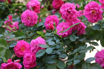 Climbing rose John Cabot