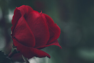 Red rose on dark green  background close up in nature. Blurred