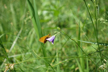 Fototapeta  Motyl karłątek leśny Thymelicus sylvestris odpoczywa na fioletowym kwiecie dzwonka, w tle łąka i trawy obraz