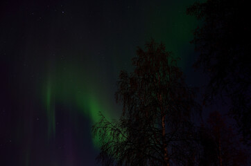 Fototapeta na wymiar magnificent aurora borealis on autumn sky