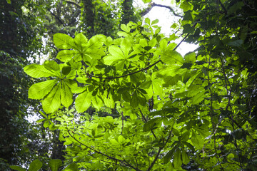 irish landscape, irish park