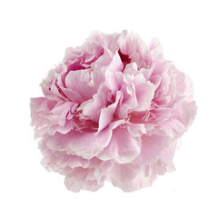 Pink fresh peony isolated on white background