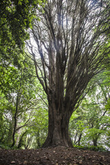 irish landscape, irish park