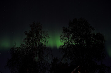 aurora borealis dancing on the night sky behind trees in autumn