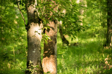 Leaves twigs green and yellow color beautiful background. Summer forest. Nature of Azerbaijan close up.