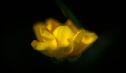 Yellow flower