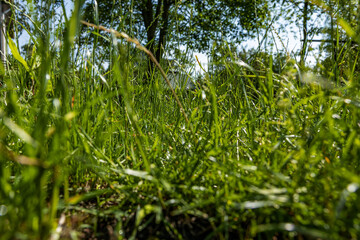Green grass from a small perspective, shallow depth of field, selective focus