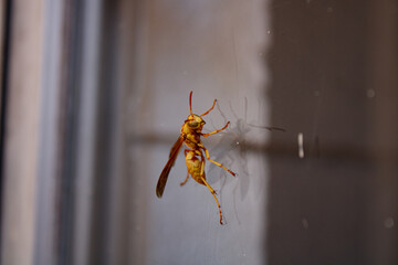 Mature Golden Paper Wasp on a glass sliding door