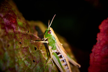 green grasshopper on the ground