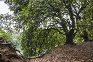 irish landscape, irish park