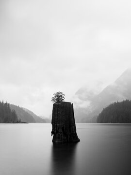 Still as a Stump in Water