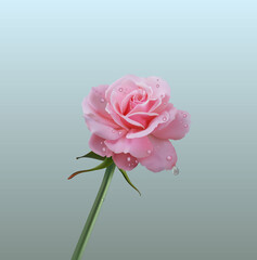 Realistic pink rose on white