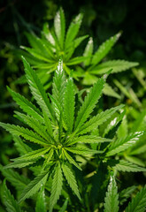 Fototapeta na wymiar Brightly lit cannabis plants on a natural dark background. Selective focus.