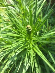 close up of green fern-like plant with buds