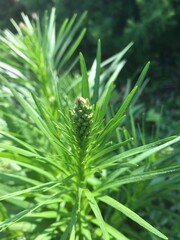 green fern-like plant with buds
