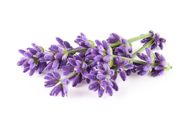 Lavender isolated on white background                             