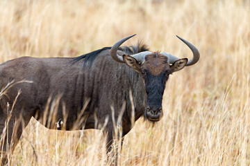 Blue Wildebeest (Connochaetes taurinus) grazing in golden grass in Pilanesberg National Park, South Africa.