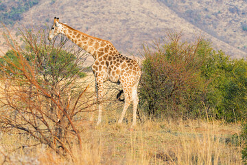 South African Giraffe (Giraffa camelopardalis giraffa) feeding on acacia leaves just after sunrise in Pilanesberg National Park and Game Reserve, South Africa