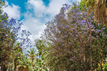 Palm Tree Leaves On Blue Sky In Downtown Barcelona City, Spain