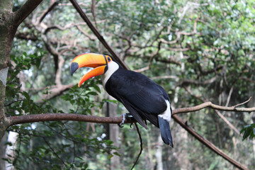 toucan on a tree