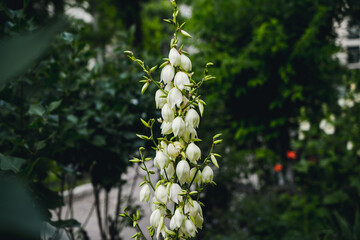 Yucca gloriosa is a species of shrub belonging to the Agavaceae family popularly known as Spanish Dagger, Chamagra of Peru, Hawthorn of Cuba, Pita, Yucca or bright Yucca.
