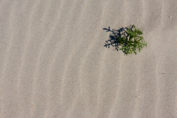 Roślina na piasku